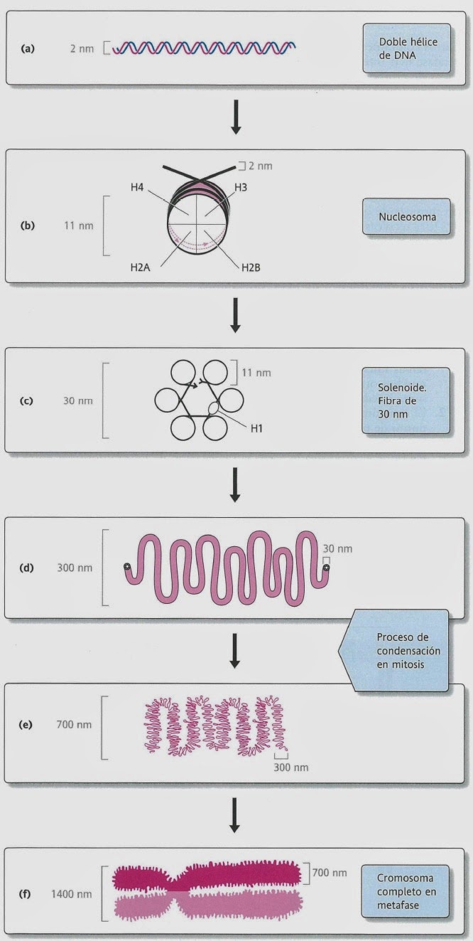 Apuntes De Biologia Molecular Empaquetamiento Y Elementos