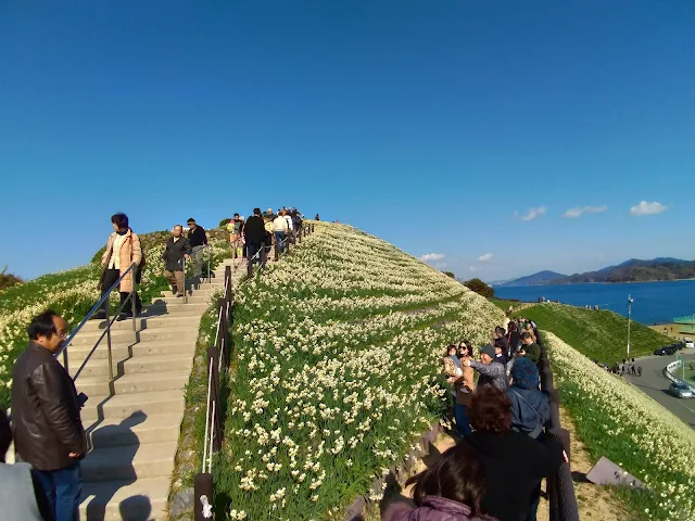 【長崎市】のもざき水仙まつり！