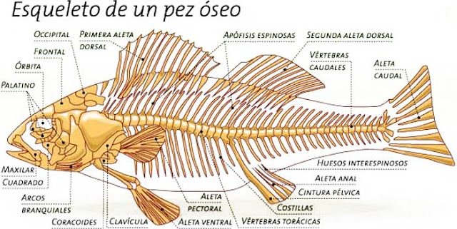 Resultado de imagen de peces óseos