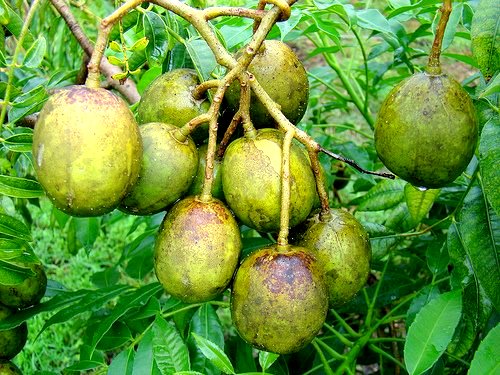 DI UJUNG ISLAM Buah  Buahan  Tempatan Dari Desa 