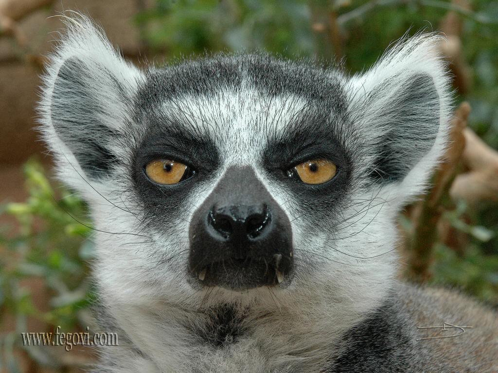 lemurs