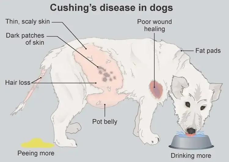 مرض كوشينغ في الكلاب: الأسباب والأعراض والتشخيص والعلاج