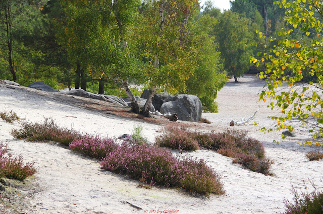 CALLUNE UNE PIONNIÈRE COLONISATRICE DES SOLS PAUVRES. SABLE DU CUL DE CHIEN, TROIS PIGNONS, SEPTEMBRE 2013, (C) GREG CLOUZEAU