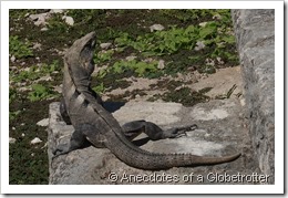 Iguana