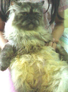 ELMO,THE PERSIAN CAT (elmo persian cat )