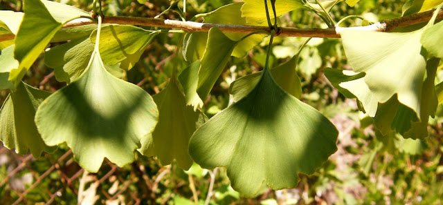 Arbol de los cuarenta escudos y biologia