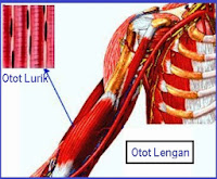 Pengertian, Fungsi dan Ciri-Ciri Otot Lurik