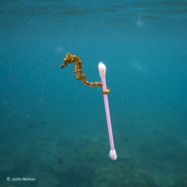 il dramma dell’inquinamento in uno scatto  Il fotografo americano Justin Hofman ha immortalato   un cavalluccio marino aggrappato ad un cotton fioc rosa. 