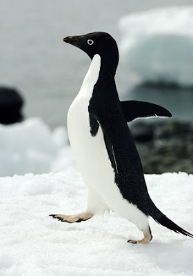 Penguin Photo