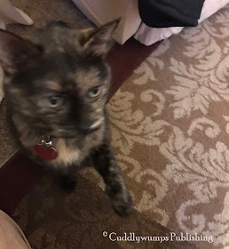 Blurrt tortie: Real Cat Paisley_Feb 2018