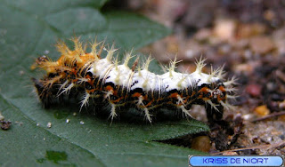 Chenille de Polygonia c-album - Chenille de Robert le diable