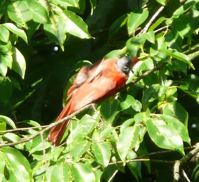 tiny scarlet vulture