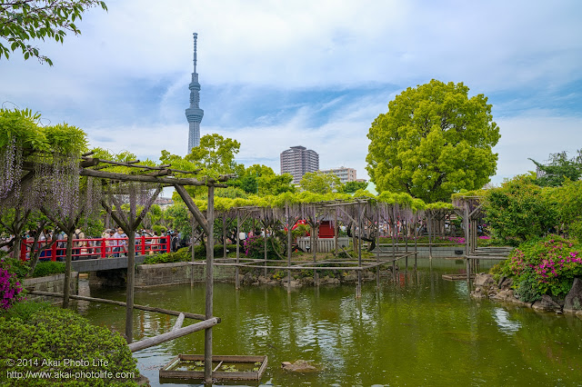 亀戸天神社 藤まつり