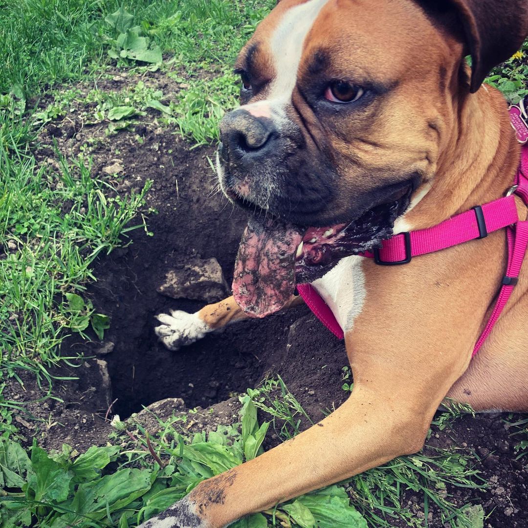 Dog caught eating mud