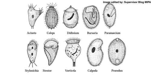 macam-macam contoh dan klasifikasi ciliata