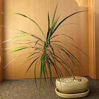 dracena