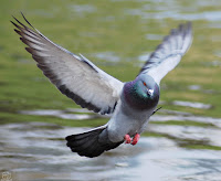 Paloma bravía (Columba livia).