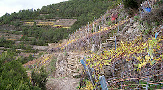 Terraced vineyards in the Cinque Terre.