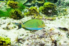 Striped Surgeonfish (Acanthurus lineatus) in coral reef of Manokwari of West Papua province of Indonesia.