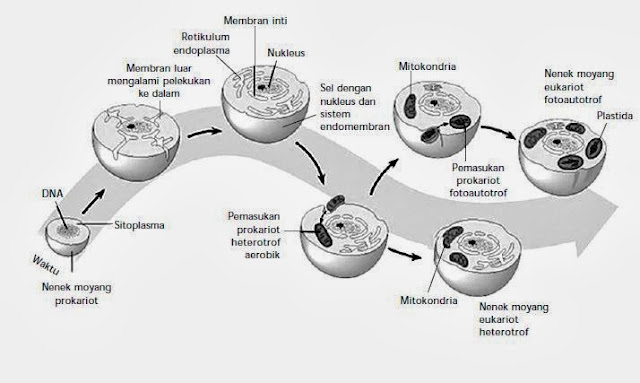 Model pembentukan sel eukariot berdasarkan teori pelekukan membran dan endosimbiosis