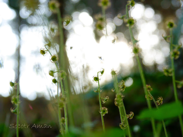 Mitella pauciflora