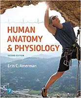 Human Anatomy & Physiology 2e Amerman Test Bank