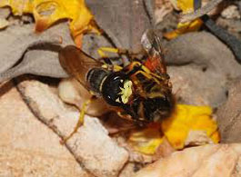 home products to kill wasps