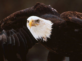 Bald Eagle Wallpaper