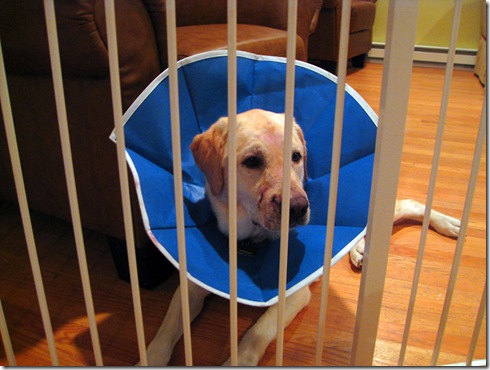 dog in victorian collar