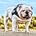 Bulldog - English Bull Dog Breeders