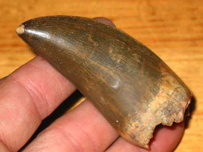 Dinosaur tooth / teeth for sale