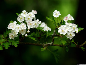 White Flower Wallpapers 