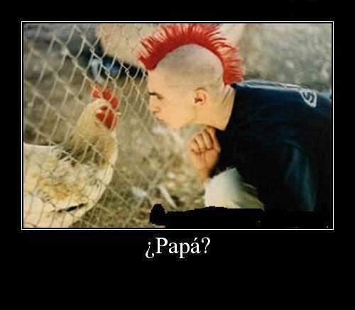 IMAGEN CON HUMOR: GALLINA BUSCA A SU PAPA