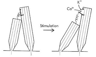 Tip links of hair cells of the ear