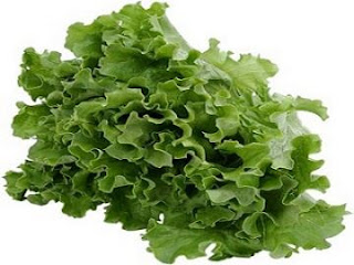 Daun Lettuce