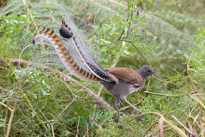 Lyrebird Can Imitate Any Sound