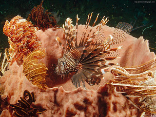 underwater sea creatures
