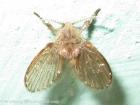 Bathroom Fly