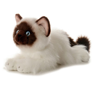 Birman Cat Pictures