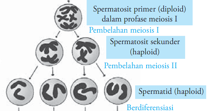 simple blog Makalah Fertilisasi  pada  Hewan 