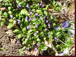 garden 2012 03 015