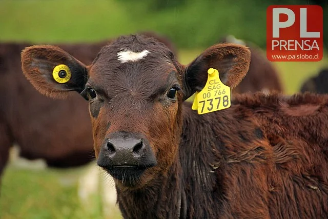 Productores de ganado deben declarar animales existentes en sus predios