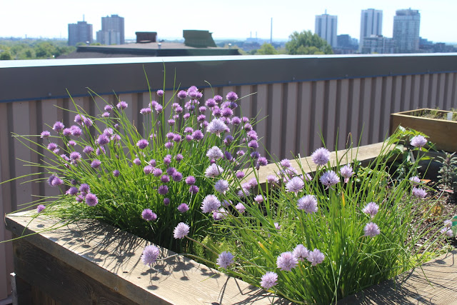 chives were one of the first flowers to bloom after Toronto's cold winter