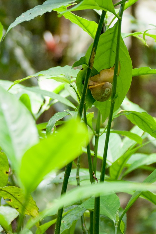 El Yunque Rainforest blog-28