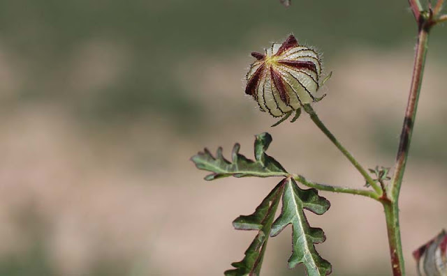 Flower of an Hour