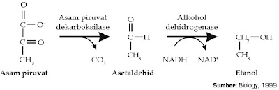Keseluruhan reaksi kimia di dalam badan organisme yang melibatkan Pintar Pelajaran Pengertian dan Proses Metabolisme Karbohidrat, Glikolisis, Dekarboksilasi Oksidatif, Siklus Krebs, Asam Sitrat, Transfer Elektron