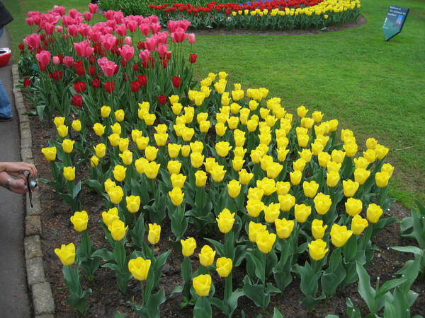  GAMBAR  BUNGA  BUNGA  TULIP 