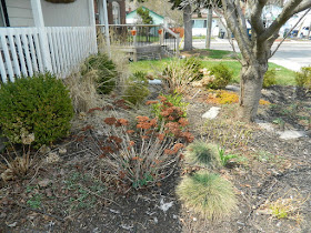 Birch Cliff Toronto Scarborough Front Yard Spring Garden Cleanup Before by Paul Jung Gardening Services a Toronto Gardening Company