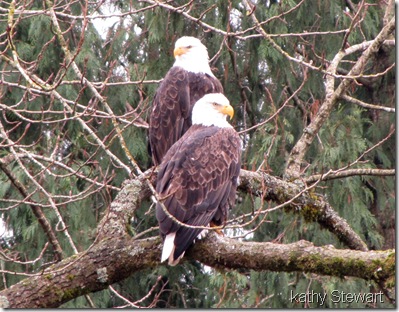 Pair of Eagles