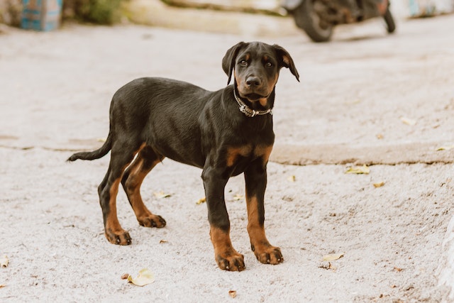 Doberman - The fifth most brilliant dog breed in the world